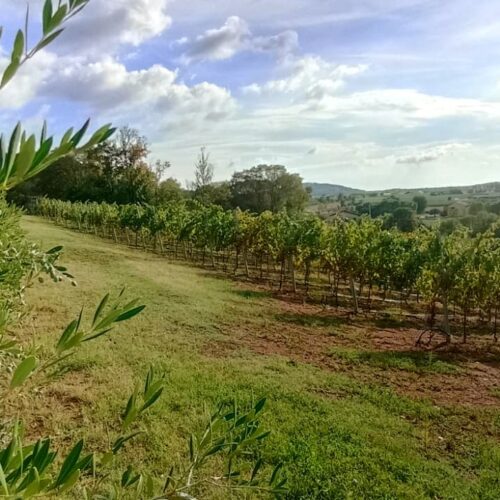 i nostri vigneti sui colli euganei di Padova