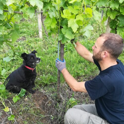 produzione di vini e cura delle vigne sui colli euganei di padova