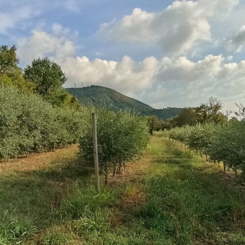 i nostri oliveti sui colli euganei di padova per la produzione di olio