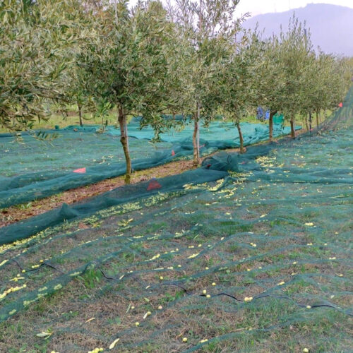 i nostri olivi per la produzione di olio dei colli euganei di padova